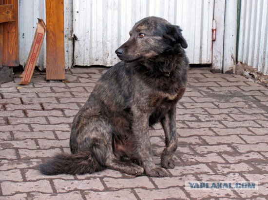 Домашние животные Донецка