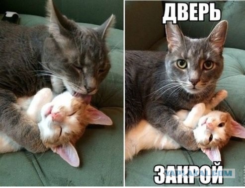 "Проснулся утром и увидел..."