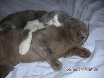 Коты, кошки, котята