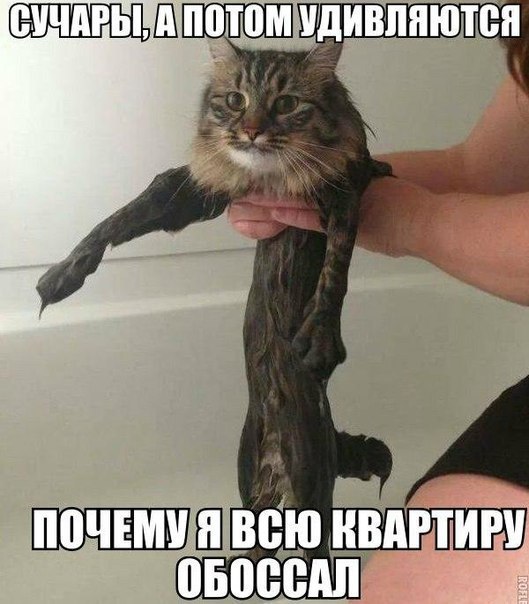 Картинки из Интернетов