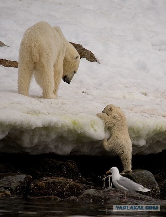 Всем нашим встречам,  увы, разлуки суждены...