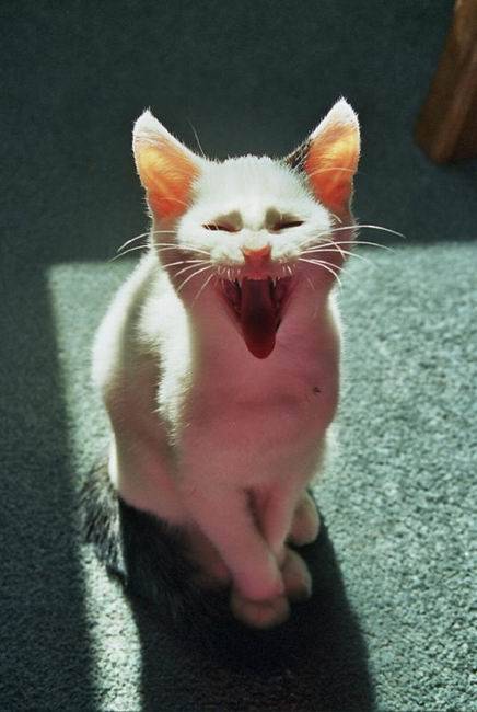 Котовторник на ЯПе (29.01)