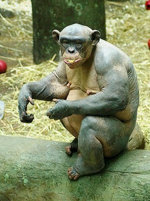 Шимпанзе Cinder облысела (5 фото)