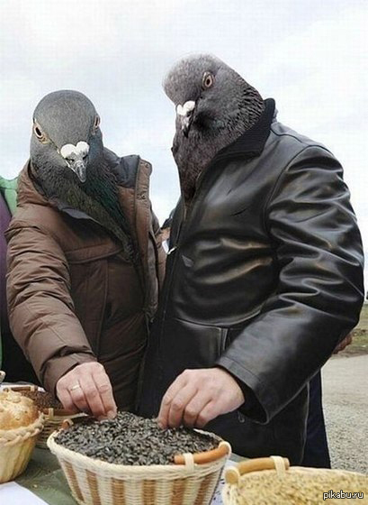 Сбор баянов 2017