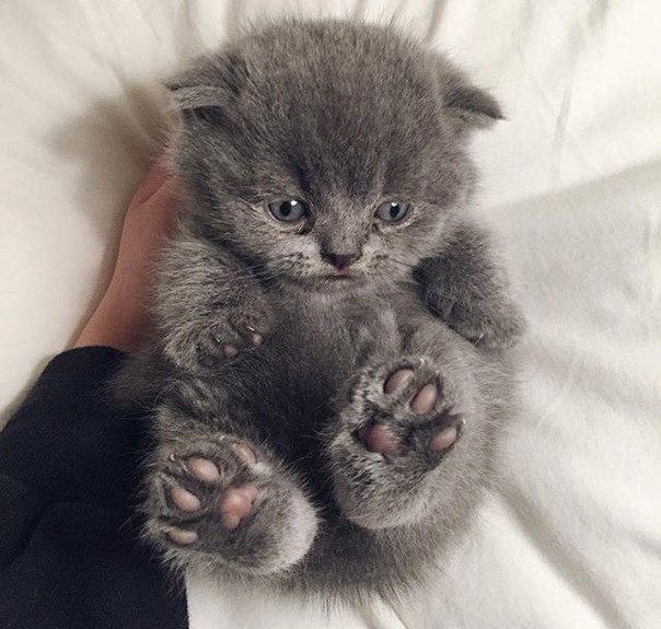 Коты и Кошки