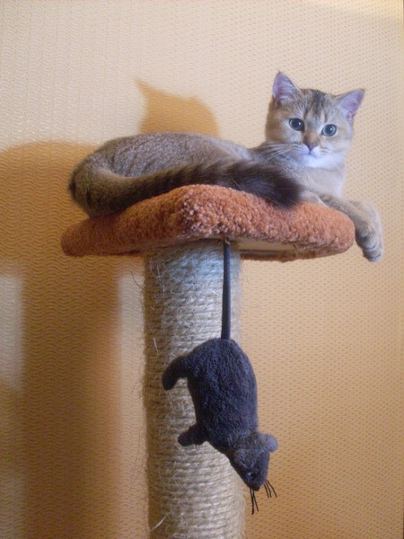 Коты и Кошки