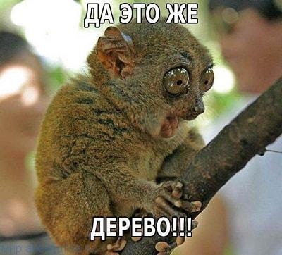 Забавные фото с надписями