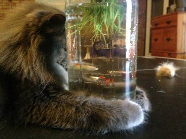Прикольных котов пост