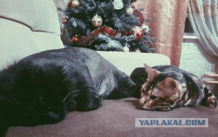 Прикольных котов пост