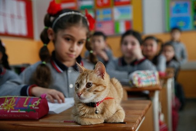 “Верните нам учёного кота!” Школьному любимцу запретили появляться на уроках – и тогда дети стали писать ему письма