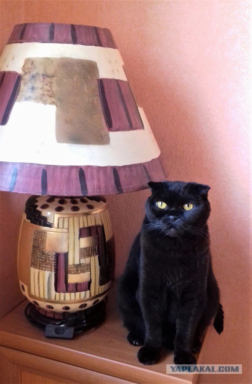 Кот без прикрас