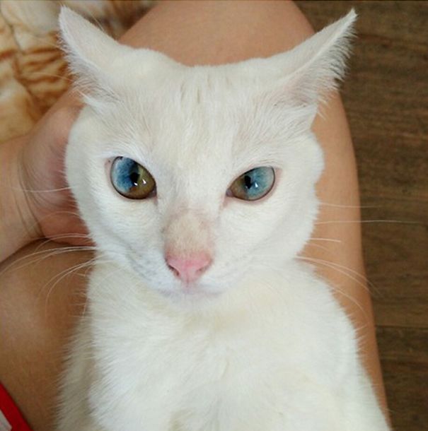 Прикольных котов пост