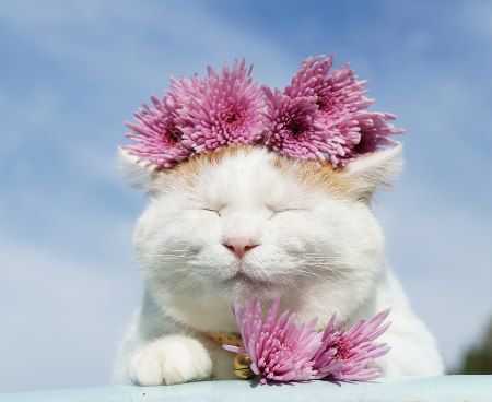 Прикольных котов пост