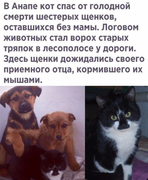 Немного интересных и добрых картинок