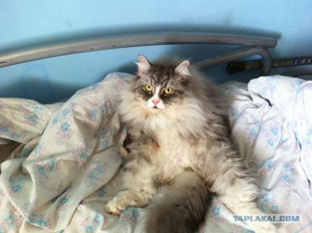 Котовторник - С праздником, котоводы!
