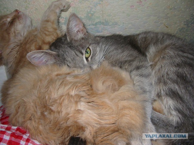 Котовторник  07.06.11