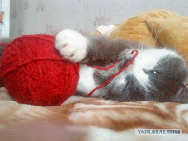 Котовторник! 08.11.11