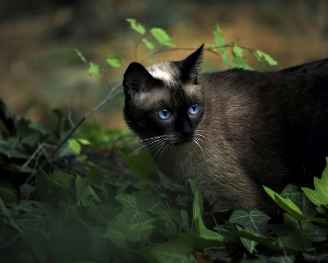 Ну и где ваш котовторник?