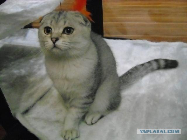 Котовторник (31.01.2012)