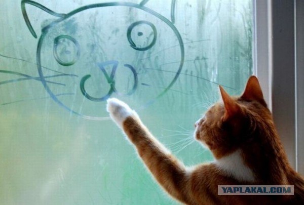 Котовторник (07.02.2012)