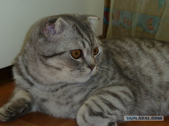 Котовторник  12. 06. 2012