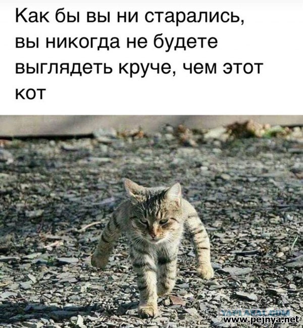 С Днём кошки!