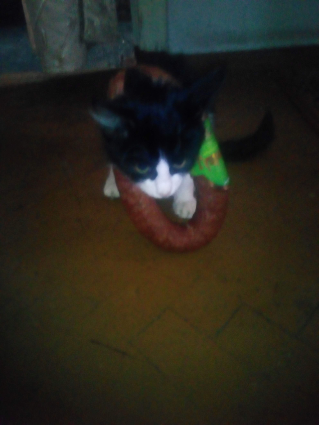 Коты, которые нас порадовали!