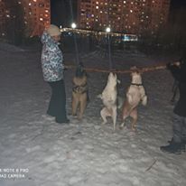 Чуток картинок не про вирус. Собаки.