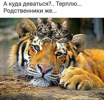 Большие кошки с котятами