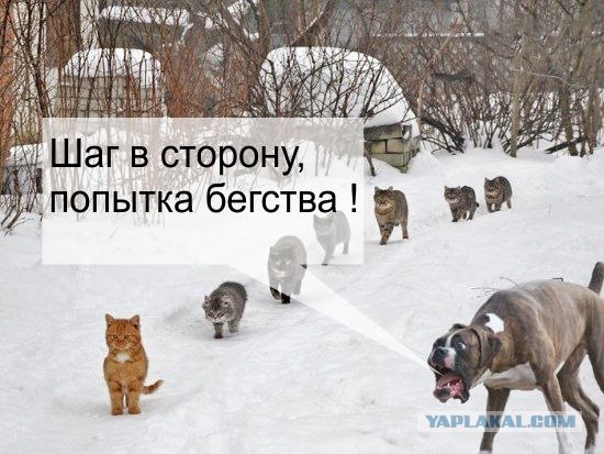 Фотожаба: Вот идет караван