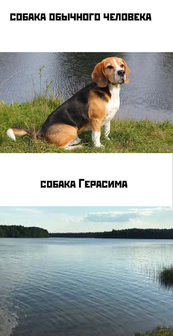Собаки бывают