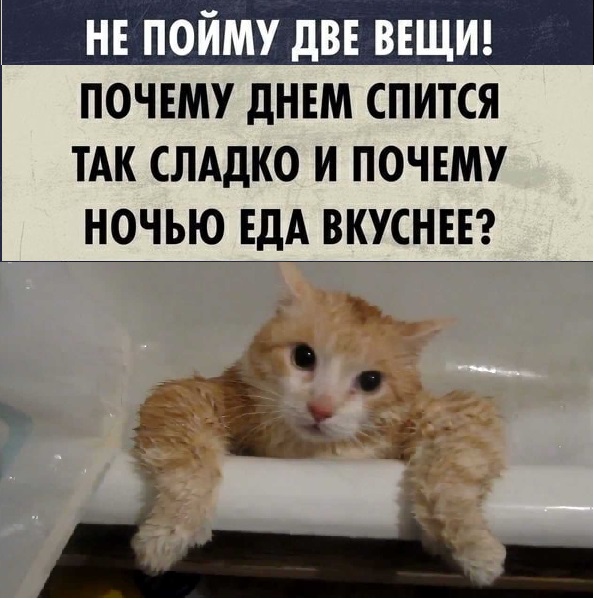 Картинки с котами и про котов