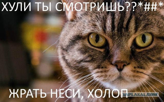 Как сильно собаки стараются оказать эмоциональную поддержку