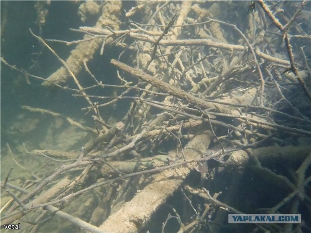 Форель, горный Крым.