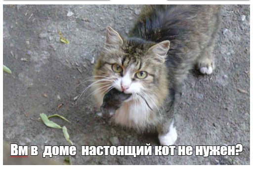 Мышь поймала котов