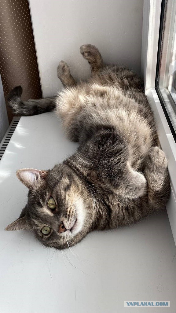Котовторник в картинках