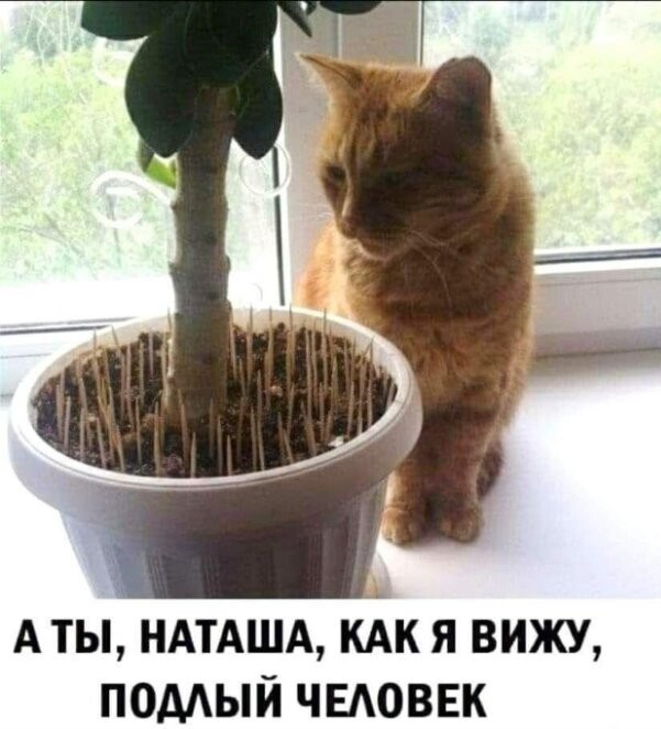 К котовторнику: подборка картинок-баянов с котиками и про котиков. Выпуск 2.