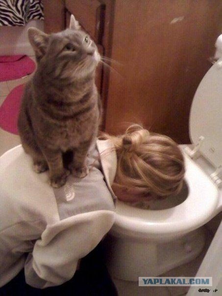 Ликбез по кошачьим породам.