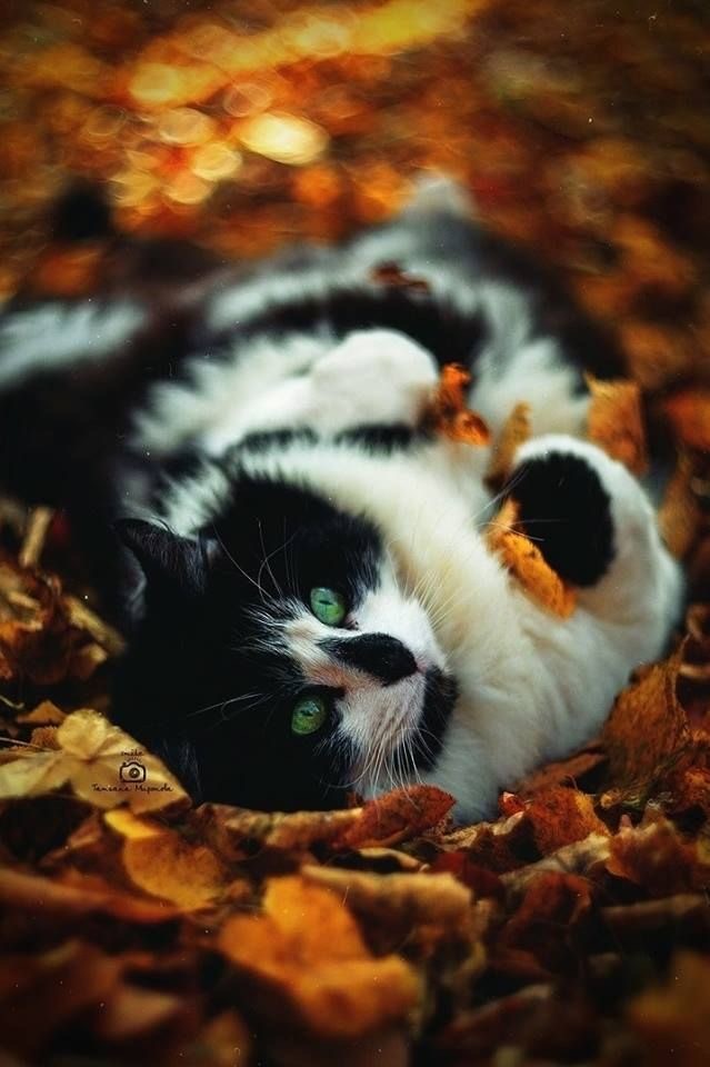Осенний кот