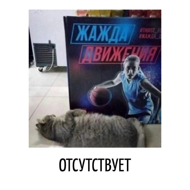 Подборка картинок-баянов с котиками и про котиков. Выпуск 30.