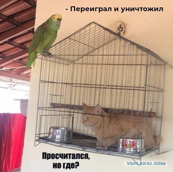 Веселые картинки в пятницу (21.08)