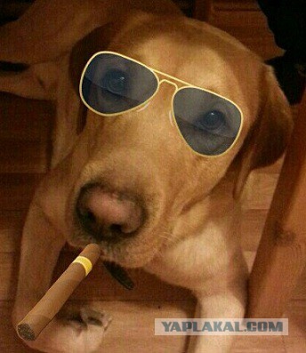 Визуализируем свои ники!