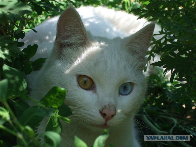 С Котовторником!
