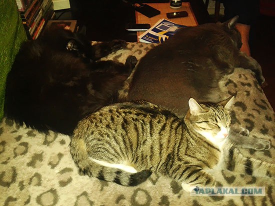Котовторник 24.06.2014