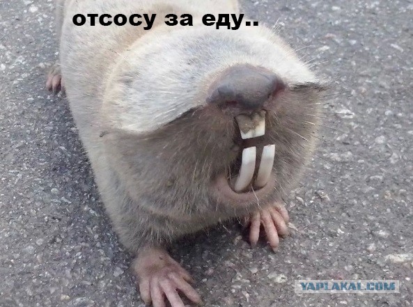 Слепыш