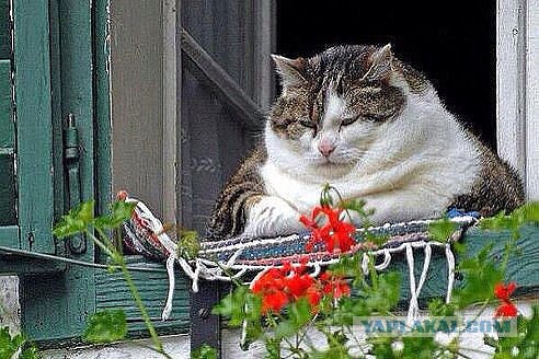 Поели, блин, шашлыков(((