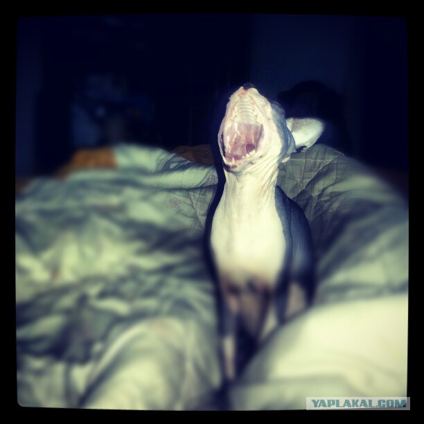 А у тебя есть фото твоей зевающей котейки ?