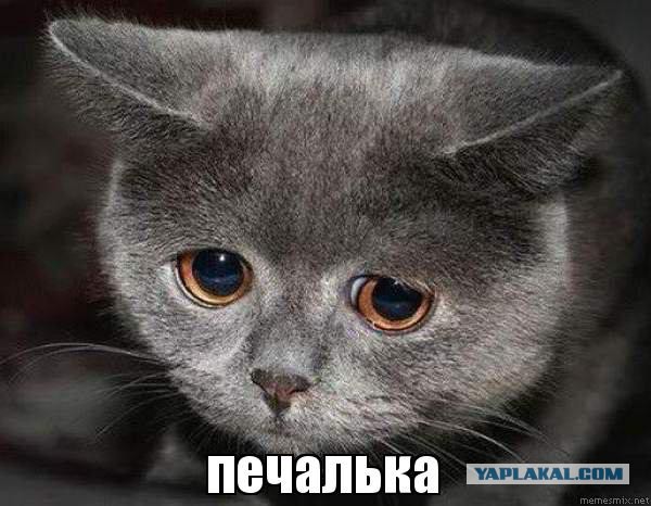 Запилил туалет на даче