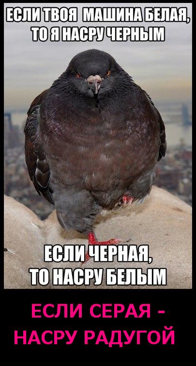 Сборная солянка