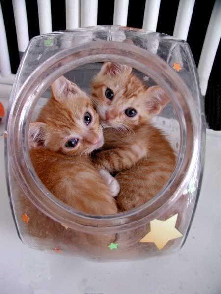 Коты, кошки, котята